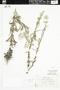 Pseudognaphalium macounii image