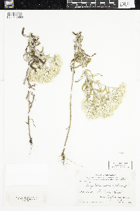 Pseudognaphalium obtusifolium image