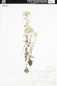 Pseudognaphalium obtusifolium image