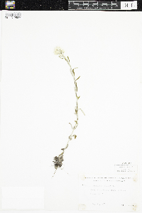 Pseudognaphalium obtusifolium image