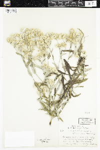 Pseudognaphalium obtusifolium image