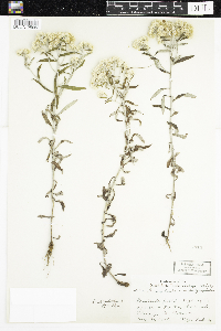 Pseudognaphalium obtusifolium image