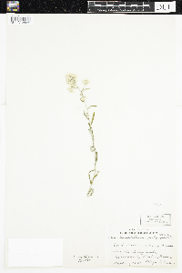 Pseudognaphalium obtusifolium image