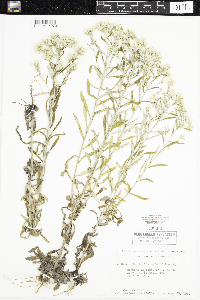 Pseudognaphalium obtusifolium image