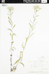 Pseudognaphalium obtusifolium image