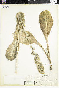 Media resource of Prenanthes racemosa