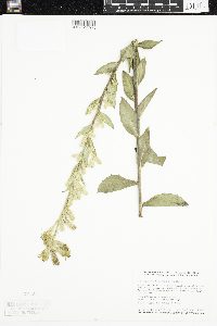 Prenanthes aspera image