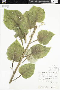 Media resource of Prenanthes altissima