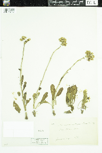 Senecio integerrimus image