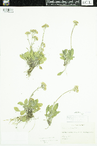 Senecio integerrimus image