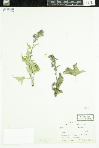 Prenanthes alba image