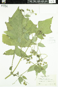 Polymnia canadensis image