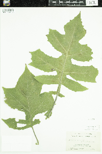 Polymnia canadensis image