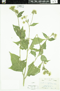 Polymnia canadensis image