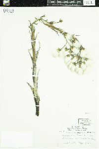 Petasites frigidus var. sagittatus image