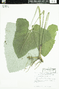 Petasites frigidus var. sagittatus image