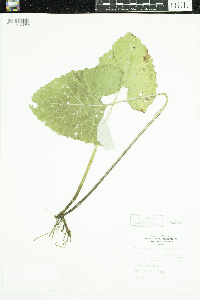 Petasites frigidus var. sagittatus image