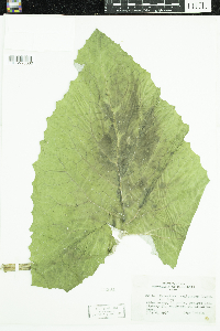 Petasites frigidus var. sagittatus image