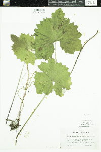 Petasites frigidus var. x vitifolius image