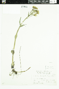 Petasites frigidus var. x vitifolius image