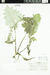 Petasites frigidus var. x vitifolius image