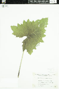 Petasites frigidus var. x vitifolius image