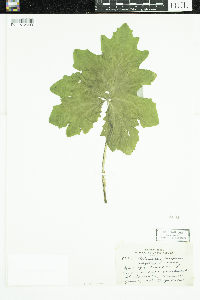Petasites frigidus var. x vitifolius image