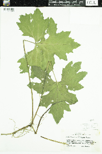 Petasites frigidus var. x vitifolius image