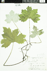 Petasites frigidus var. x vitifolius image