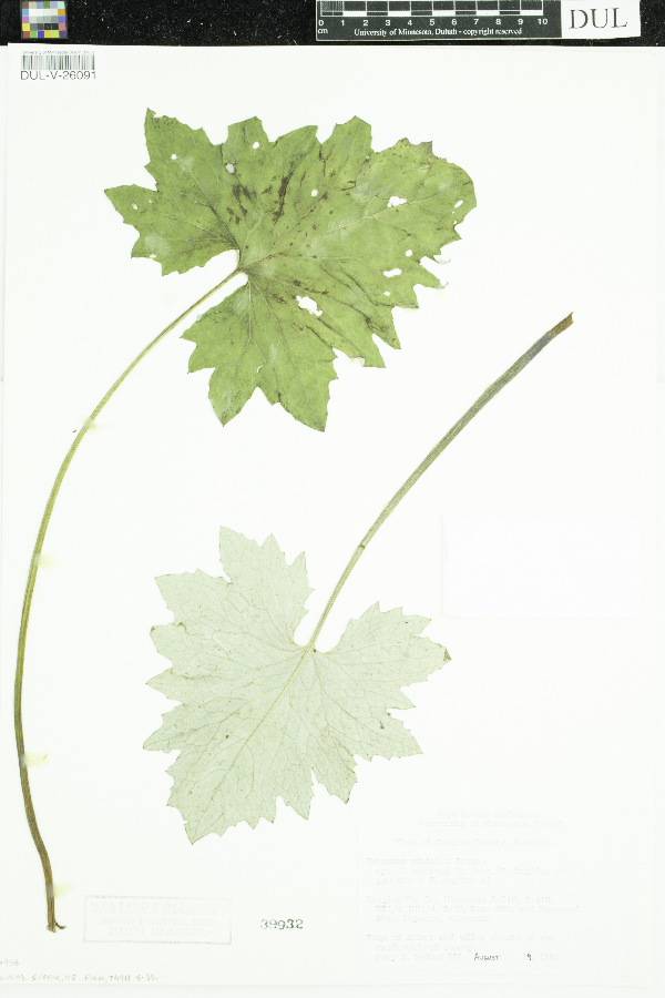 Petasites frigidus var. x vitifolius image