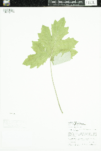 Petasites frigidus var. x vitifolius image