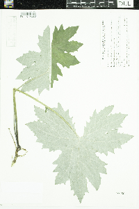 Petasites frigidus var. x vitifolius image