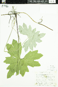 Petasites frigidus var. x vitifolius image