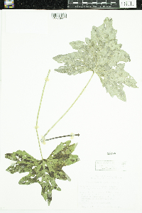 Petasites frigidus var. x vitifolius image