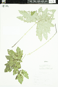 Petasites frigidus var. x vitifolius image