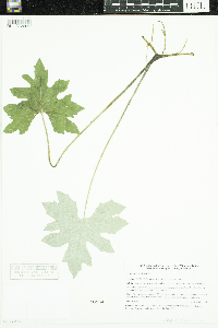 Petasites frigidus var. x vitifolius image