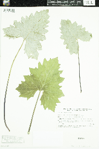 Petasites frigidus var. x vitifolius image