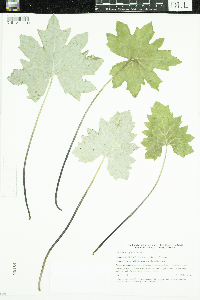 Petasites frigidus var. x vitifolius image