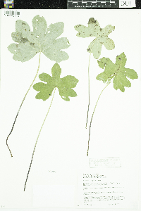Petasites frigidus var. x vitifolius image