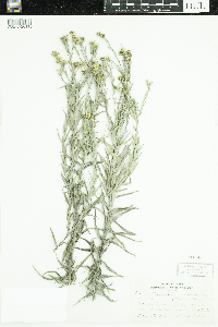 Pityopsis graminifolia image