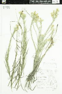 Pityopsis graminifolia image