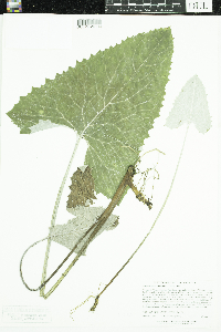 Petasites frigidus var. sagittatus image