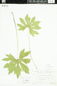 Petasites frigidus image