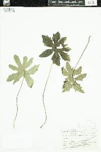 Petasites frigidus image