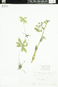 Petasites frigidus image