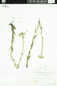 Petasites frigidus image