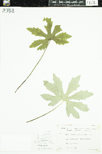 Petasites frigidus image