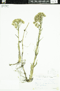 Petasites frigidus image
