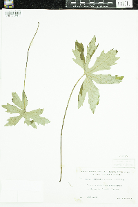 Petasites frigidus image