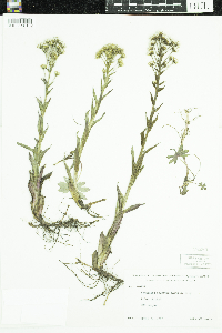 Petasites frigidus image